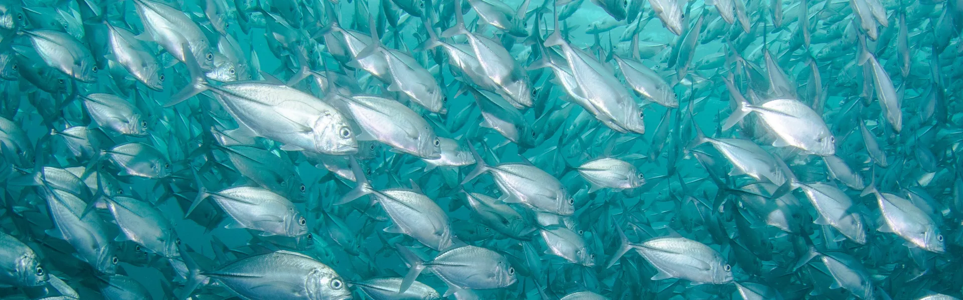 fish farm Air Liquide