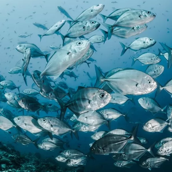 fish