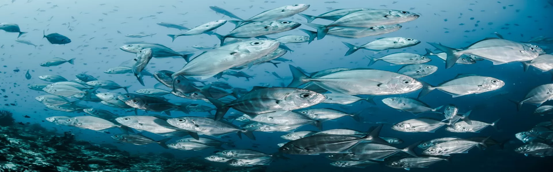 Fische